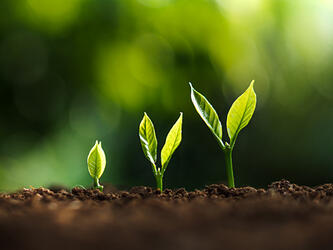 Plants growing